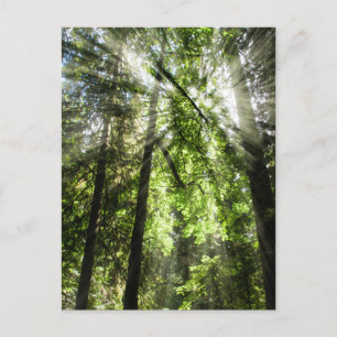Cathedral Grove sunlight for Postcrossing Postcard