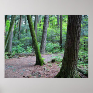 cathedral pines poster