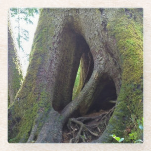 Cathedral Tree, Astoria, Oregon Glass Coaster