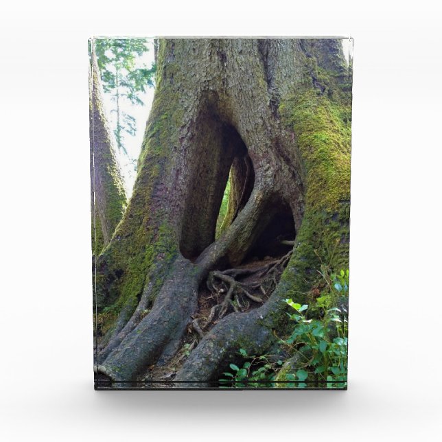Cathedral Tree, Astoria, Oregon Photo Block (Front)