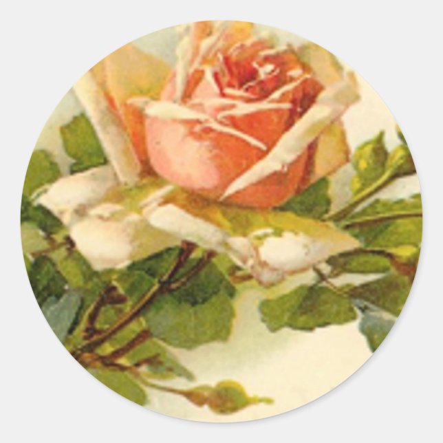 Catherine Klein's Vintage Peach Rose Classic Round Sticker (Front)