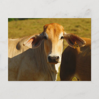 Cathine the cute cow postcard