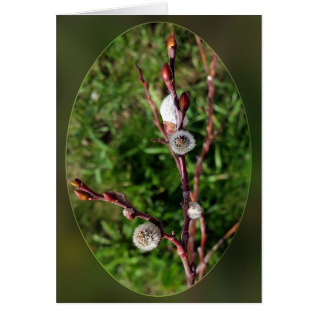 catkins springing (Front)