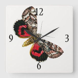 Catocala elocata - The French Red Underwing Moth Square Wall Clock