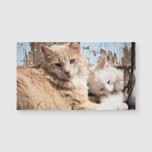 Cats (Front)