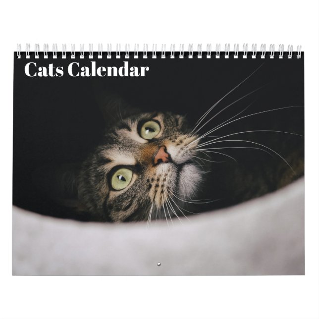 Cats 2027 Calendar (Cover)