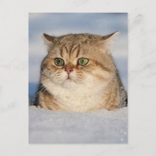 cats_and_snow7 postcard