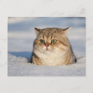 cats_and_snow7 postcard
