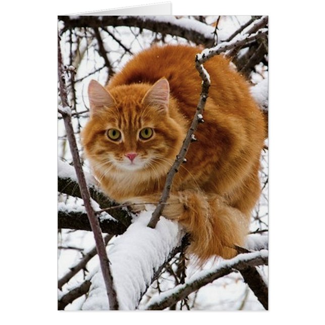 cats_and_snow_ (14) (Front)