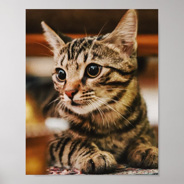 Cats Are The Best 85 Poster (Front)