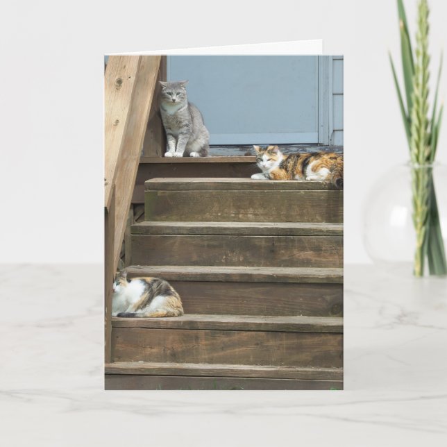 Cats, Birthday Card (Front)