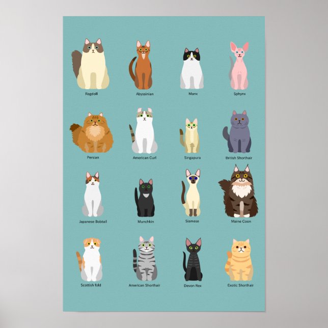 cats breeds, various cats,cats art poster (Front)