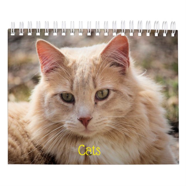 Cats Calendar (Cover)