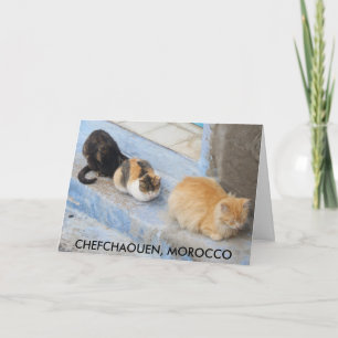 Cats, Chefchaouen, Morocco Card
