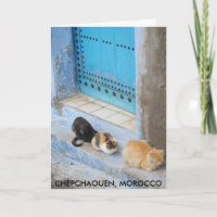 Cats, Chefchaouen, Morocco