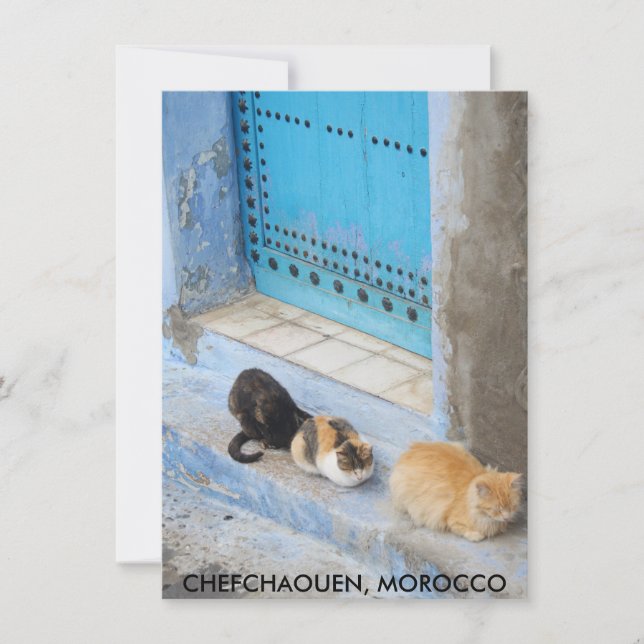 Cats, Chefchaouen, Morocco card (Front)
