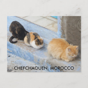 Cats, Chefchaouen, Morocco Postcard