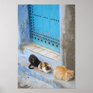 Cats, Chefchaouen, Morocco Poster