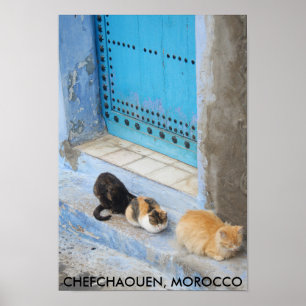 Cats, Chefchaouen, Morocco Poster