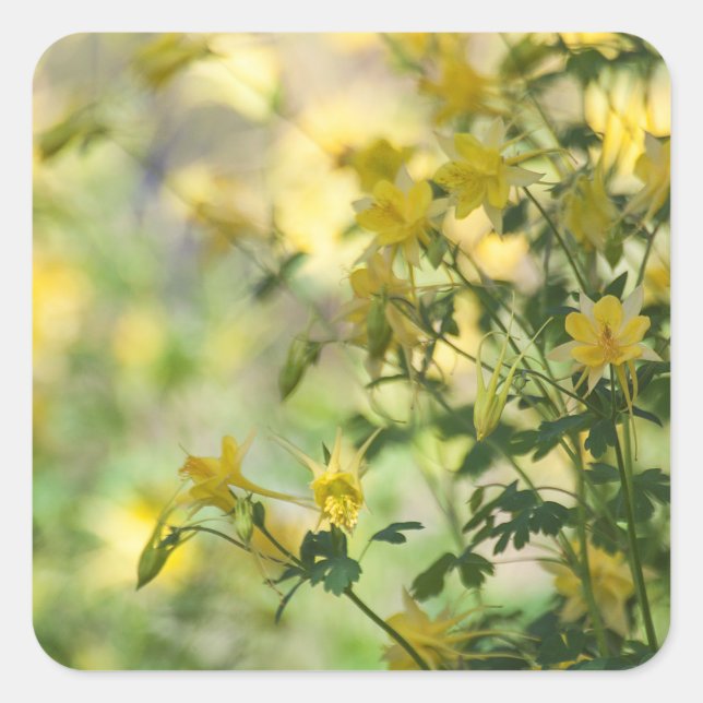 Cats-Claw in the Arizona sun Square Sticker (Front)