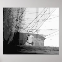 Cat's Cradle