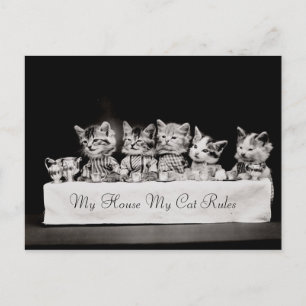 Cats Dressed Vintage Tea Postcard