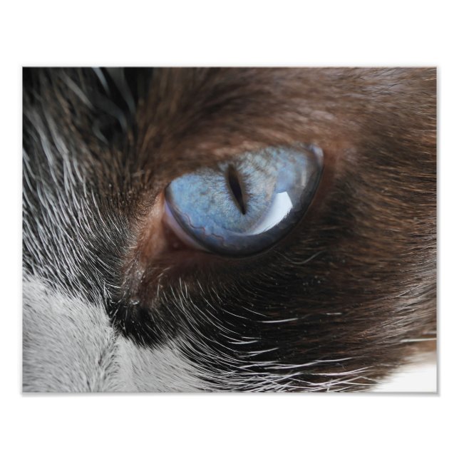 Cat's Eye Photo Print (Front)