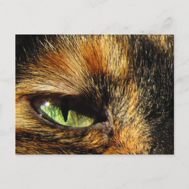 Cat's Eye Postcard (Front)