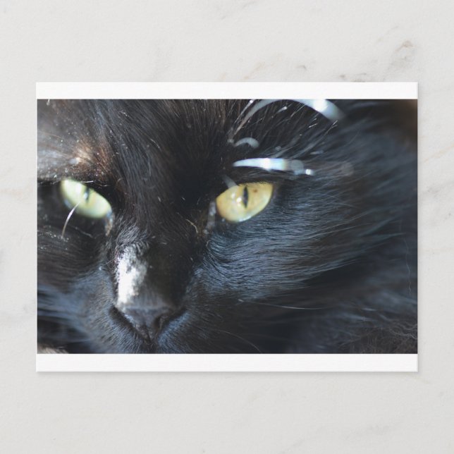 Cat's Eyeing You Postcard (Front)