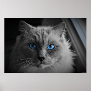 Cat's Eyes, Wall Art