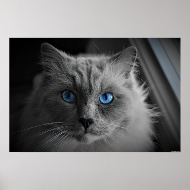 Cat's Eyes, Wall Art (Front)