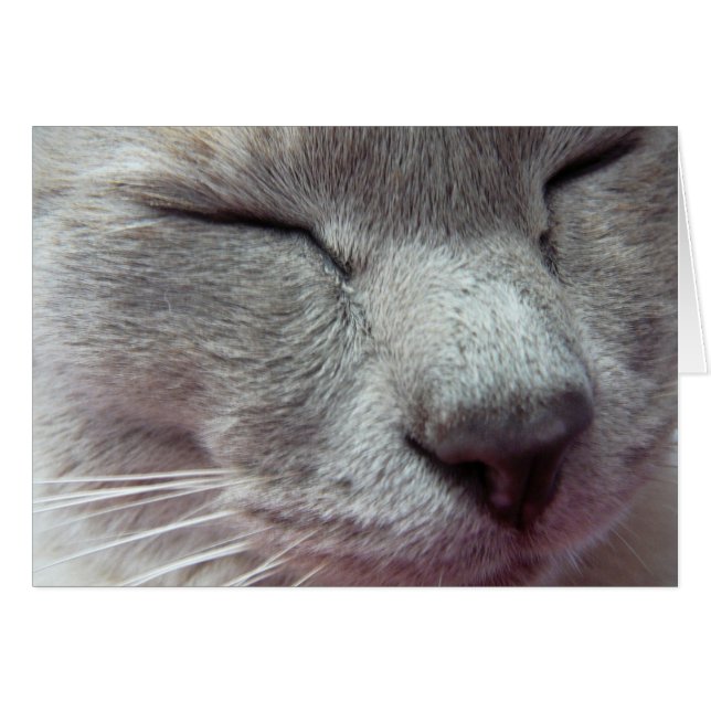 Cat's face (Front Horizontal)