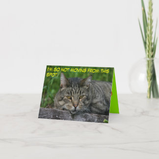 cats: I'm so not moving from this spot. Card