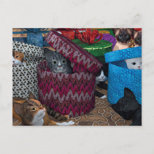 Cats In Boxes Postcard