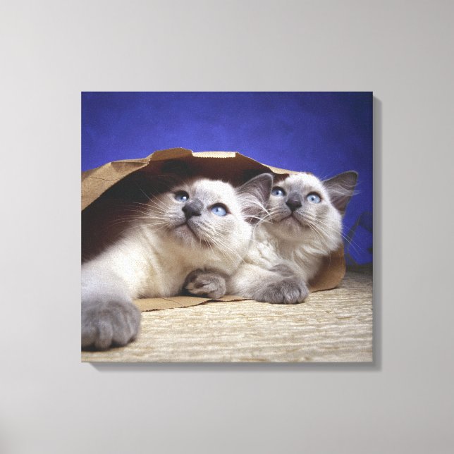 Cats in paper bag canvas print (Front)