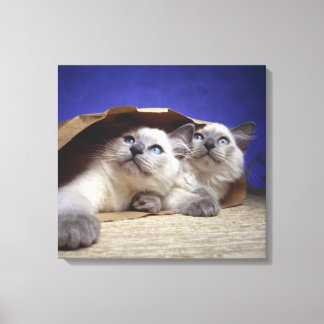 Cats in paper bag canvas print
