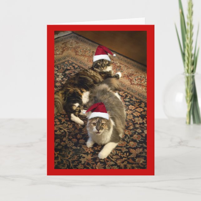Cats in Santa Hats Christmas funny greeting card (Front)