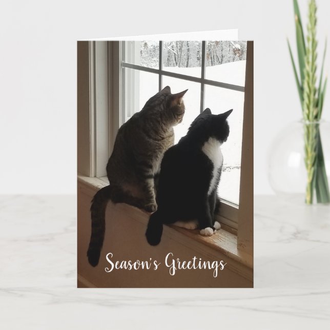 Cats in the Window Card (Front)
