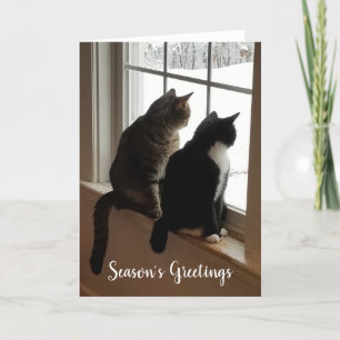 Cats in the Window Card