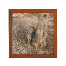 CATS IN WOODLAND