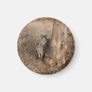 CATS IN WOODLAND MAGNET
