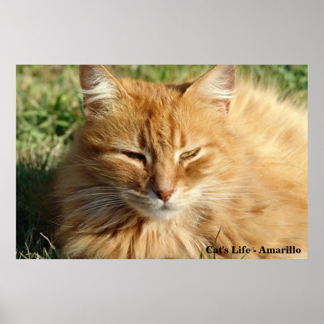 Cat's life - Amarillo Sleeping Poster (Front)