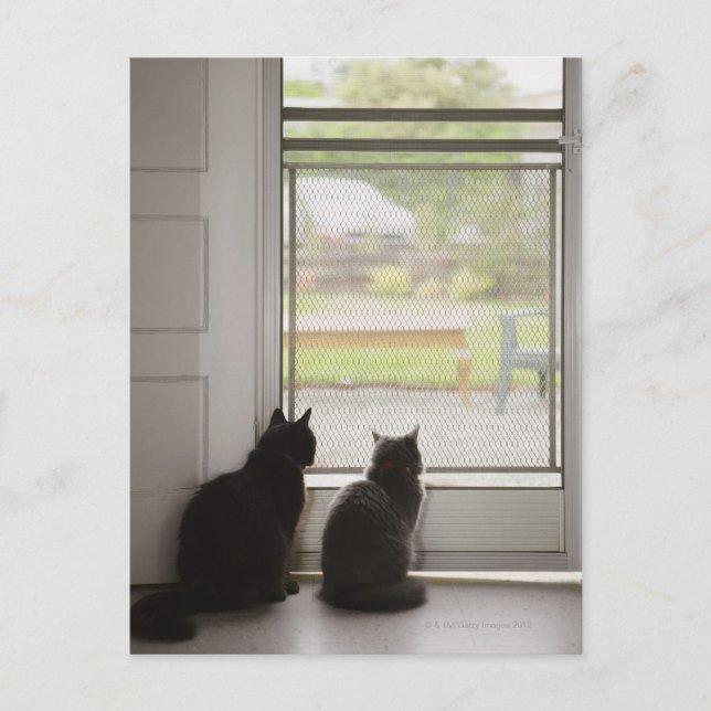Cats looking out screen door postcard (Front)