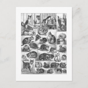 Cats, Louis Wain Postcard