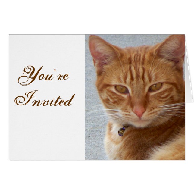 Cat's Lover_ (Front Horizontal)