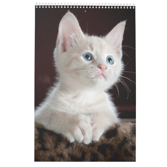 Cats lover Calendar (Back)