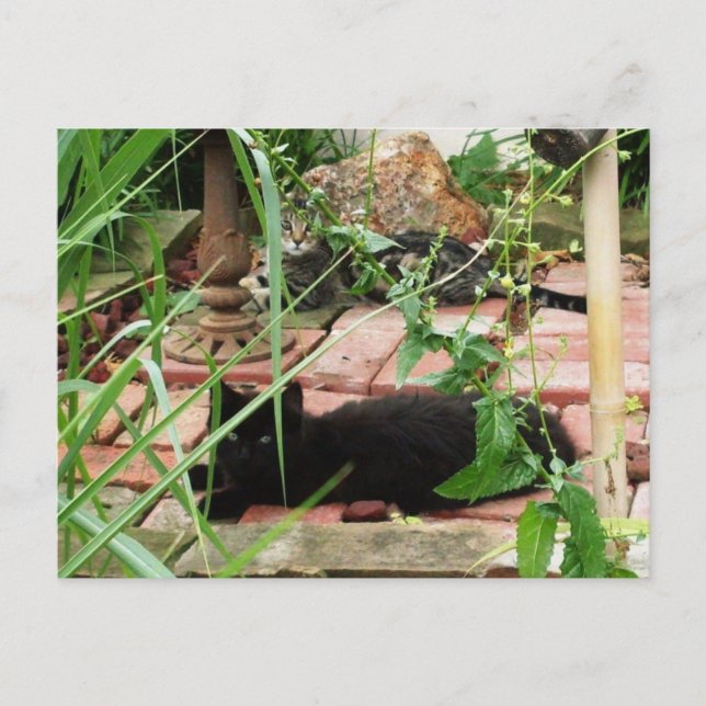  Cats Lying on Brick Patio Photo Postcard (Front)