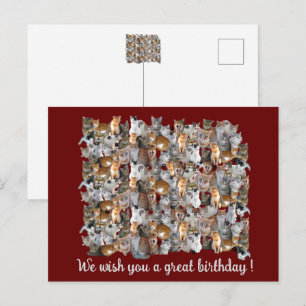 Cats meeting point - cute birthday  postcard