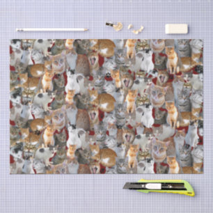 Cats meeting point - cute tissue paper