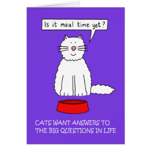 Cats need answers to questions.